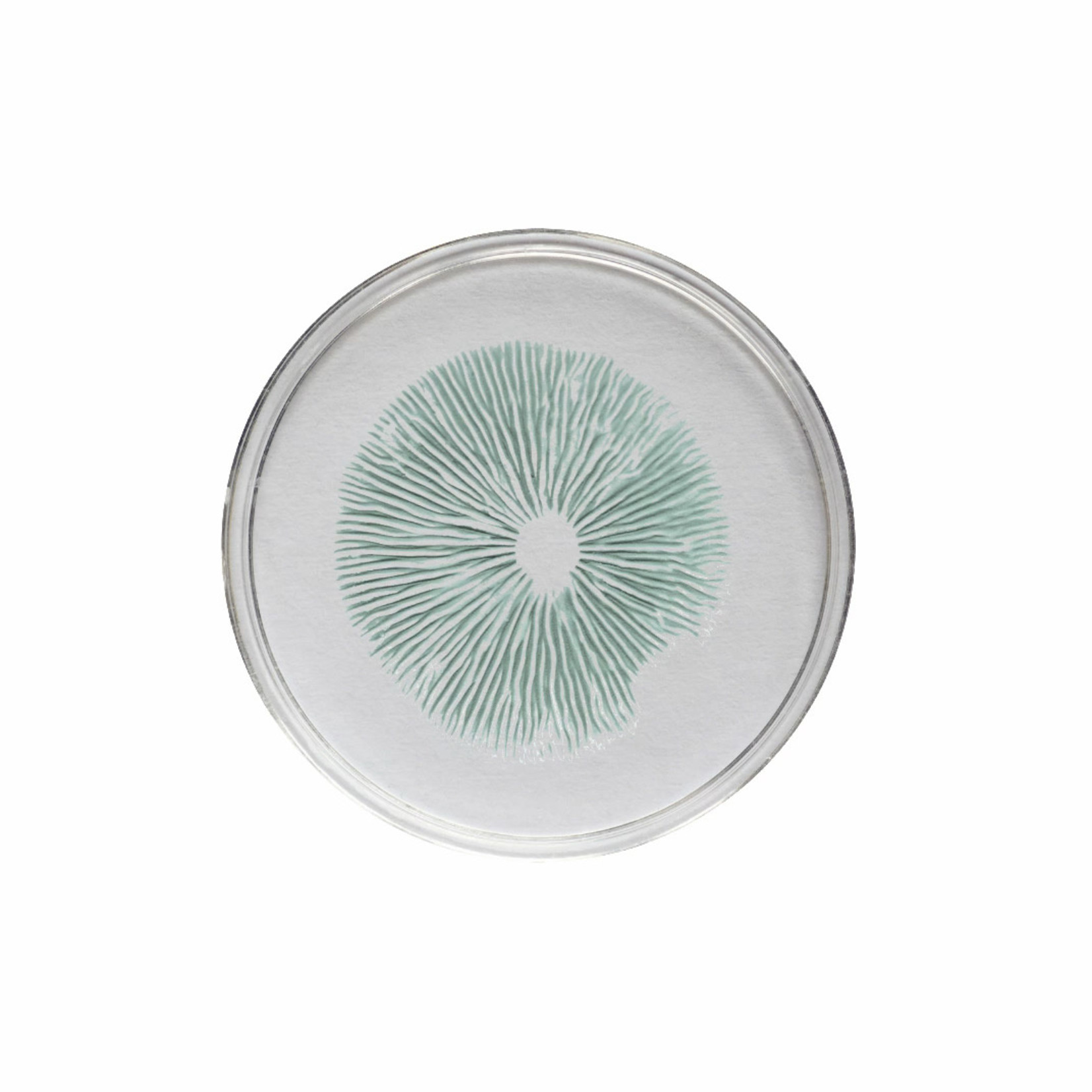 Colombian Rust Spore Print