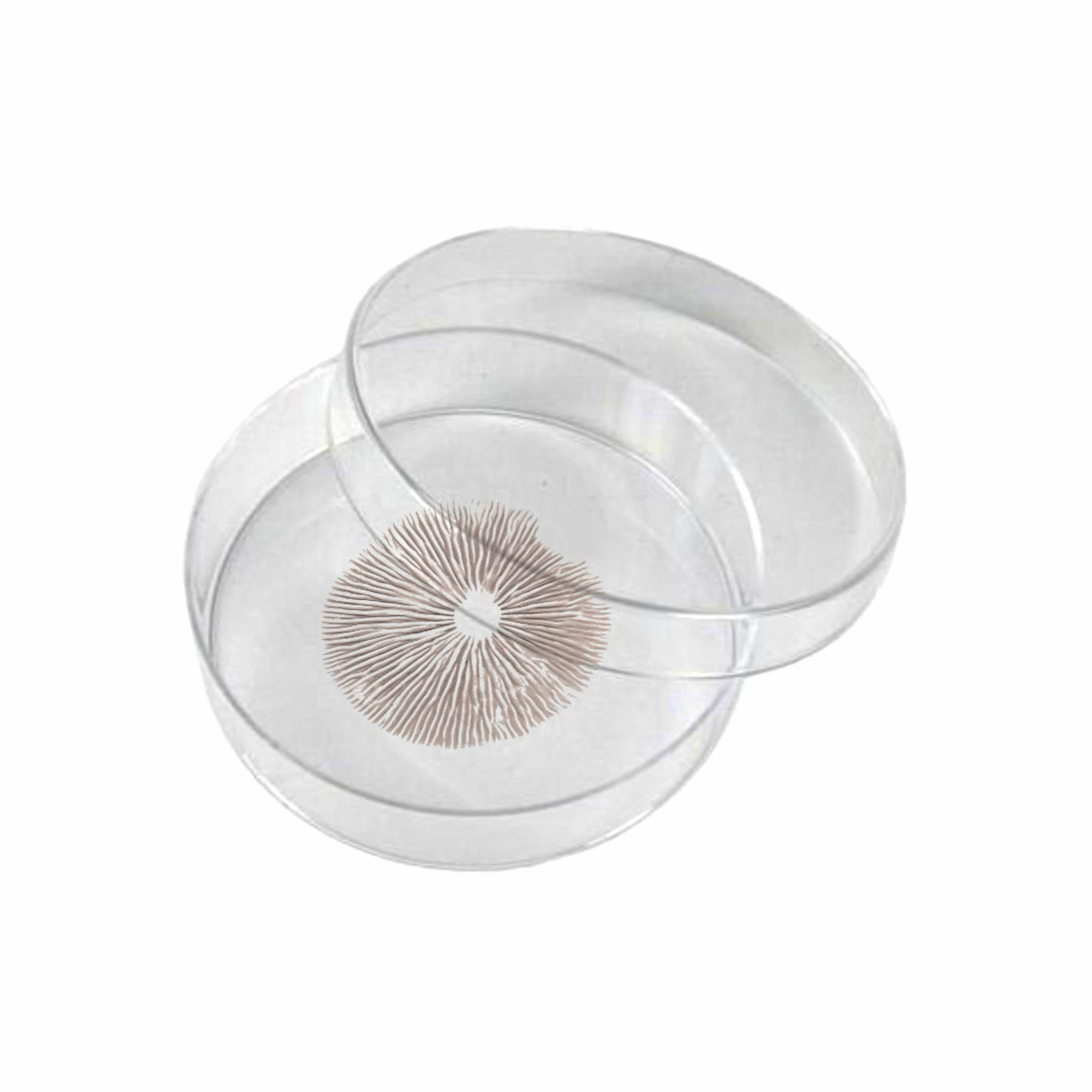 Mexican Huautla Spore Print