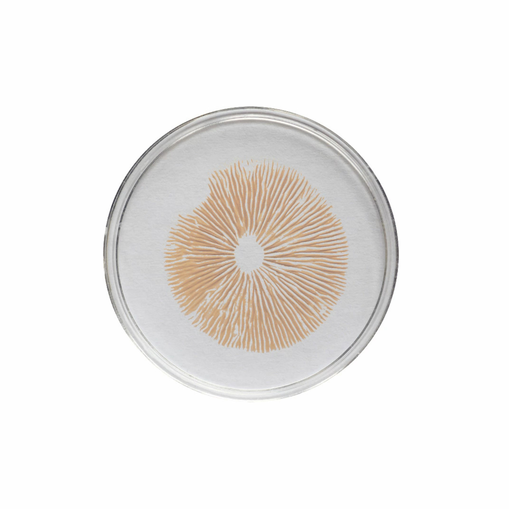 B+ Spore Print