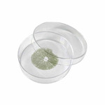 amazonian spore print