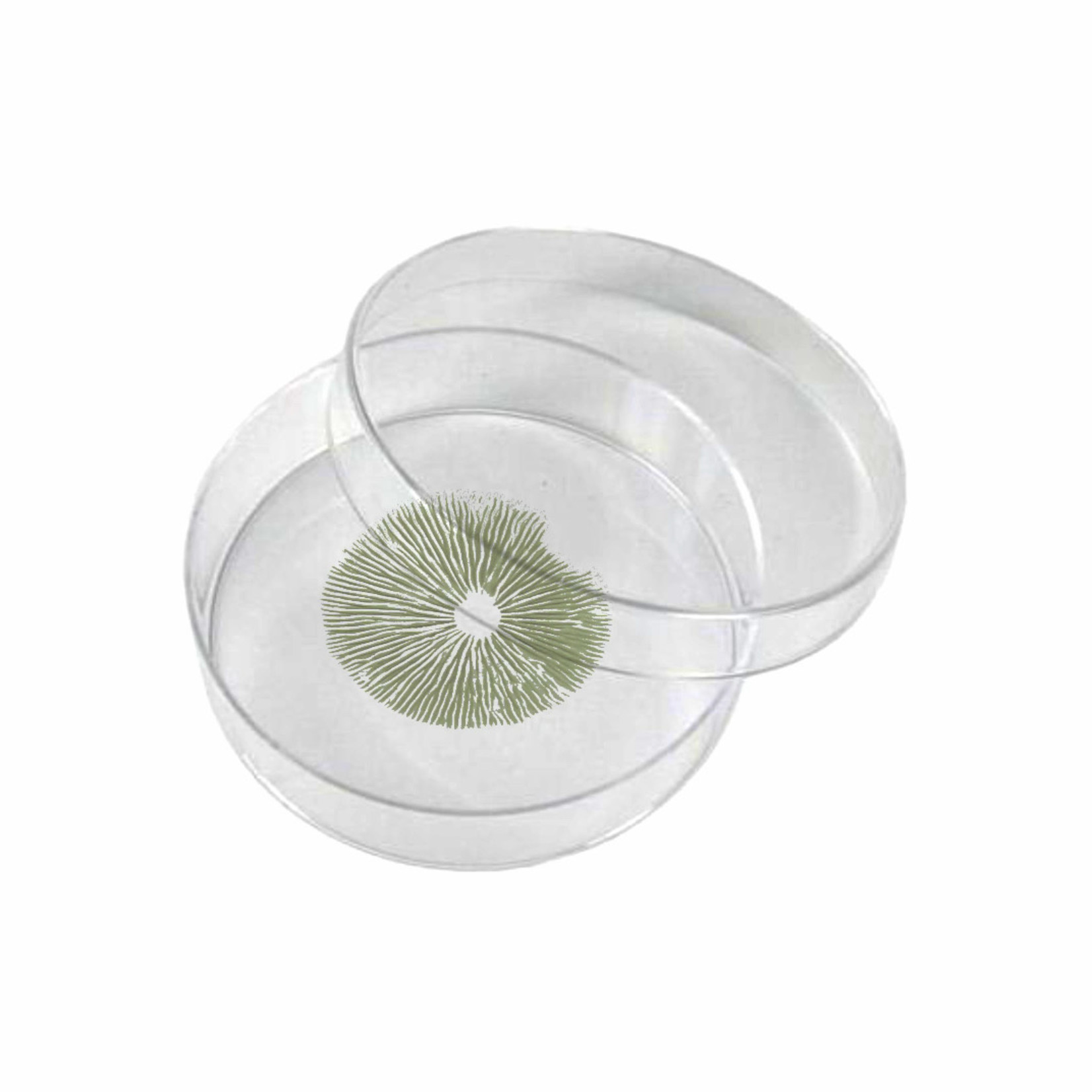 Amazonian Spore Print