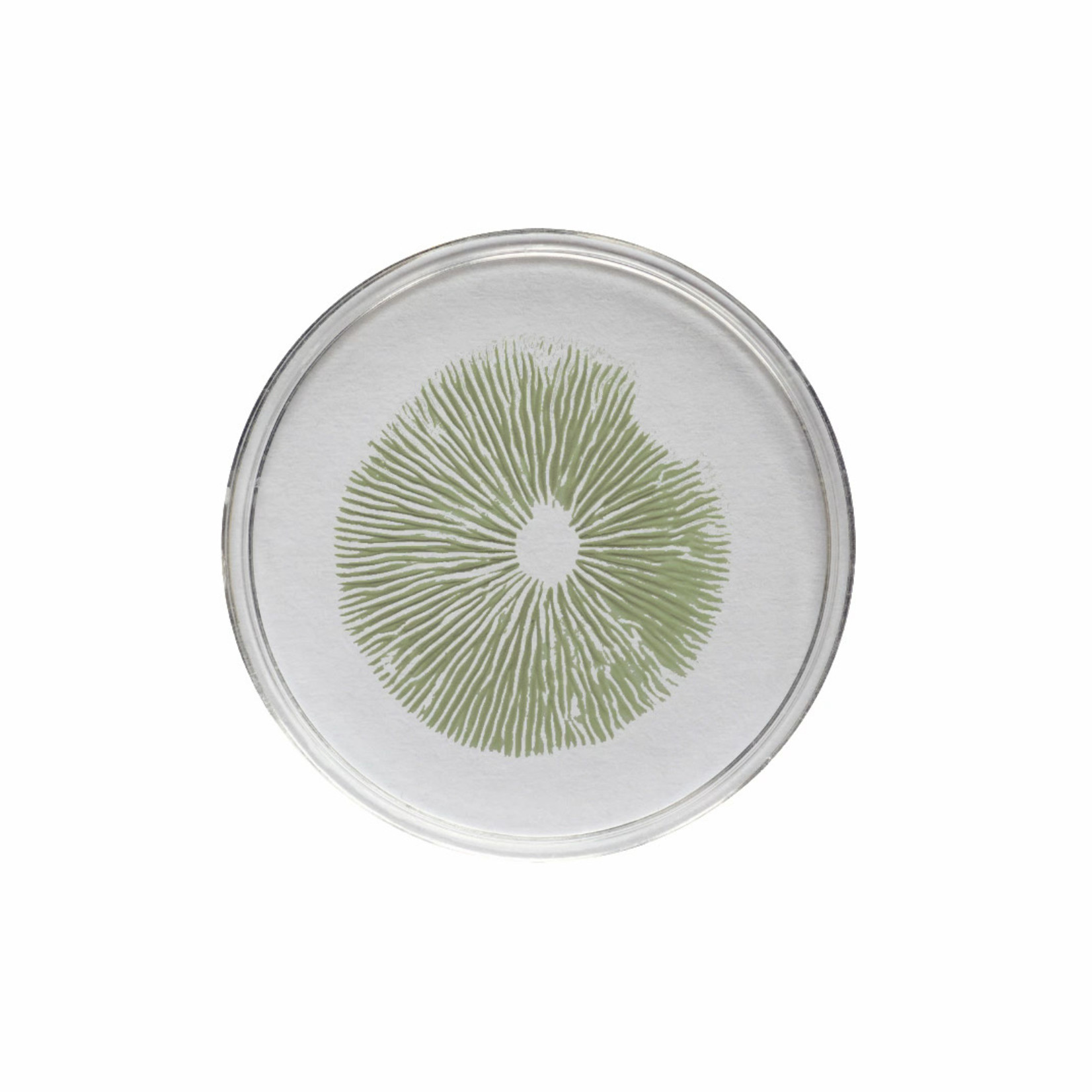 Amazonian Spore Print