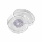 cambodian spore print