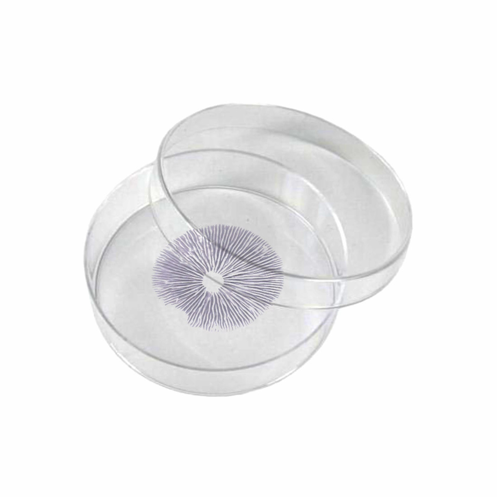 Cambodian sporenprint