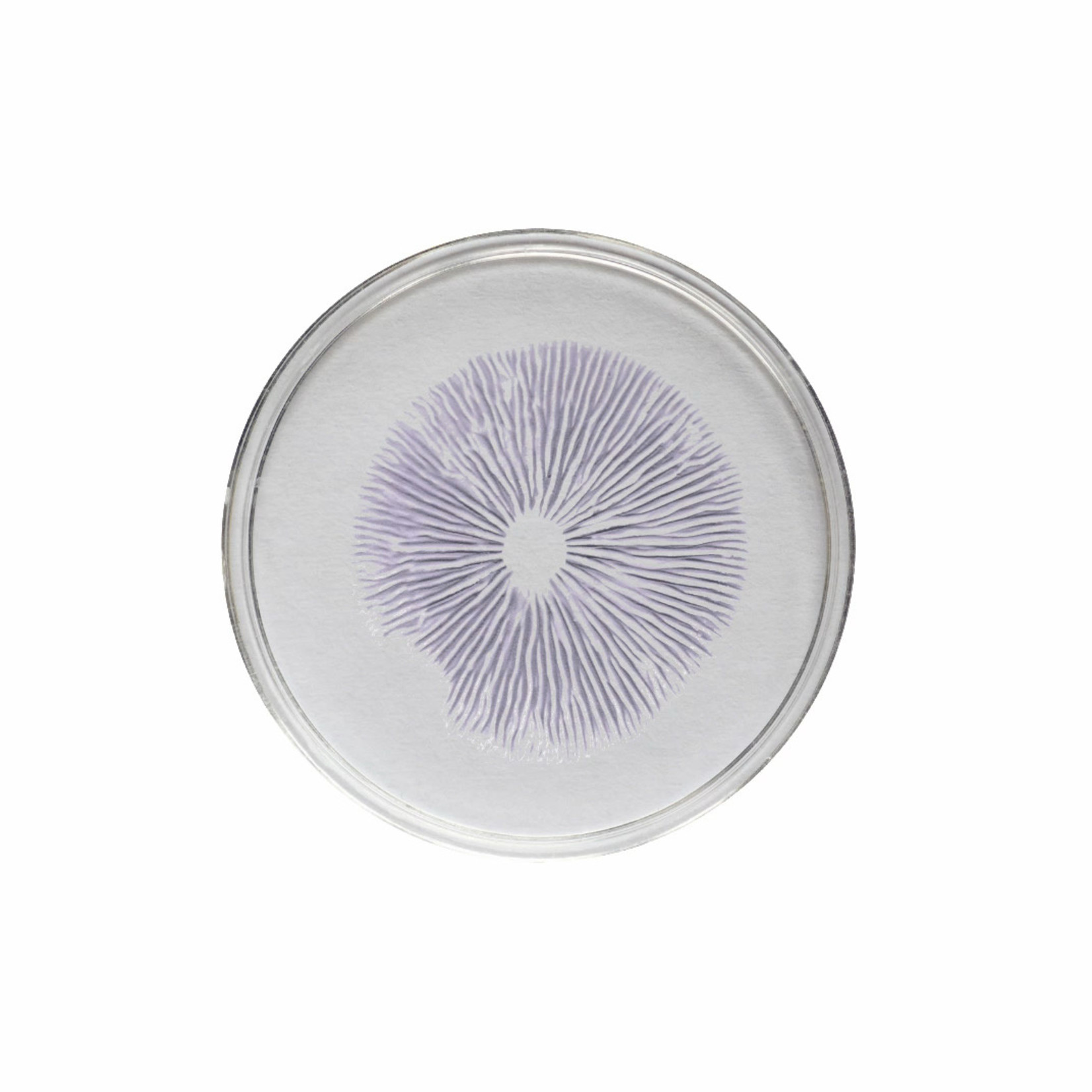 Cambodian Spore Print