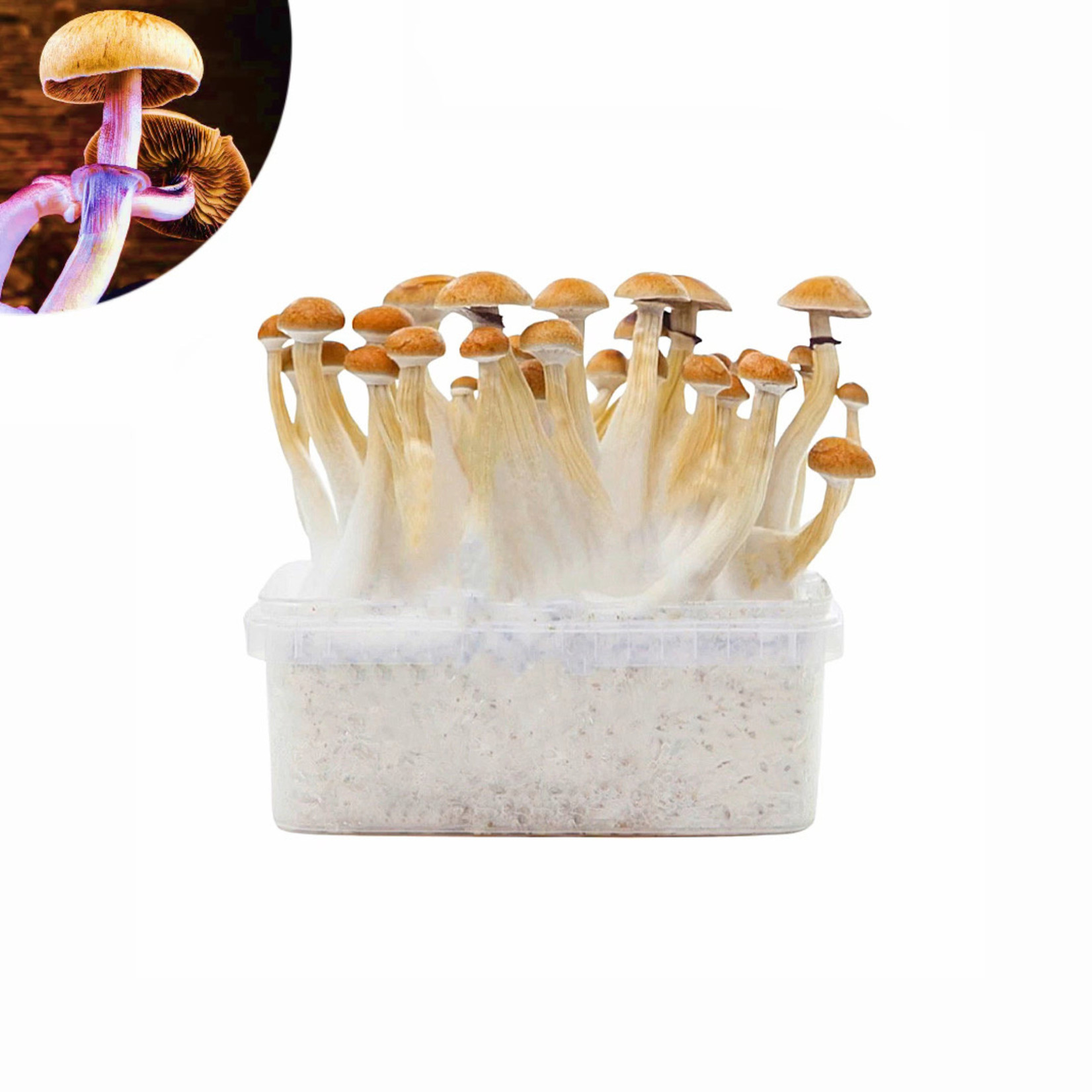 Mexican Huautla Growkit