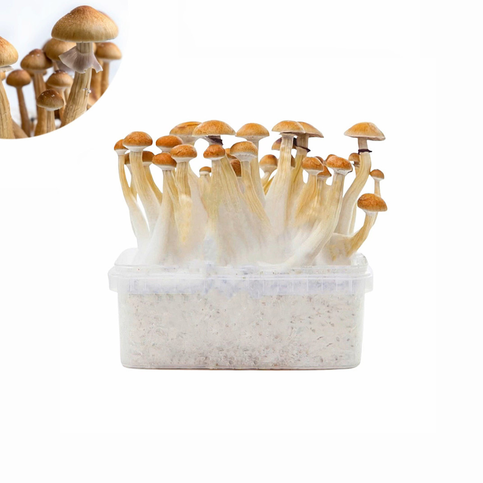 Golden Teacher Growkit