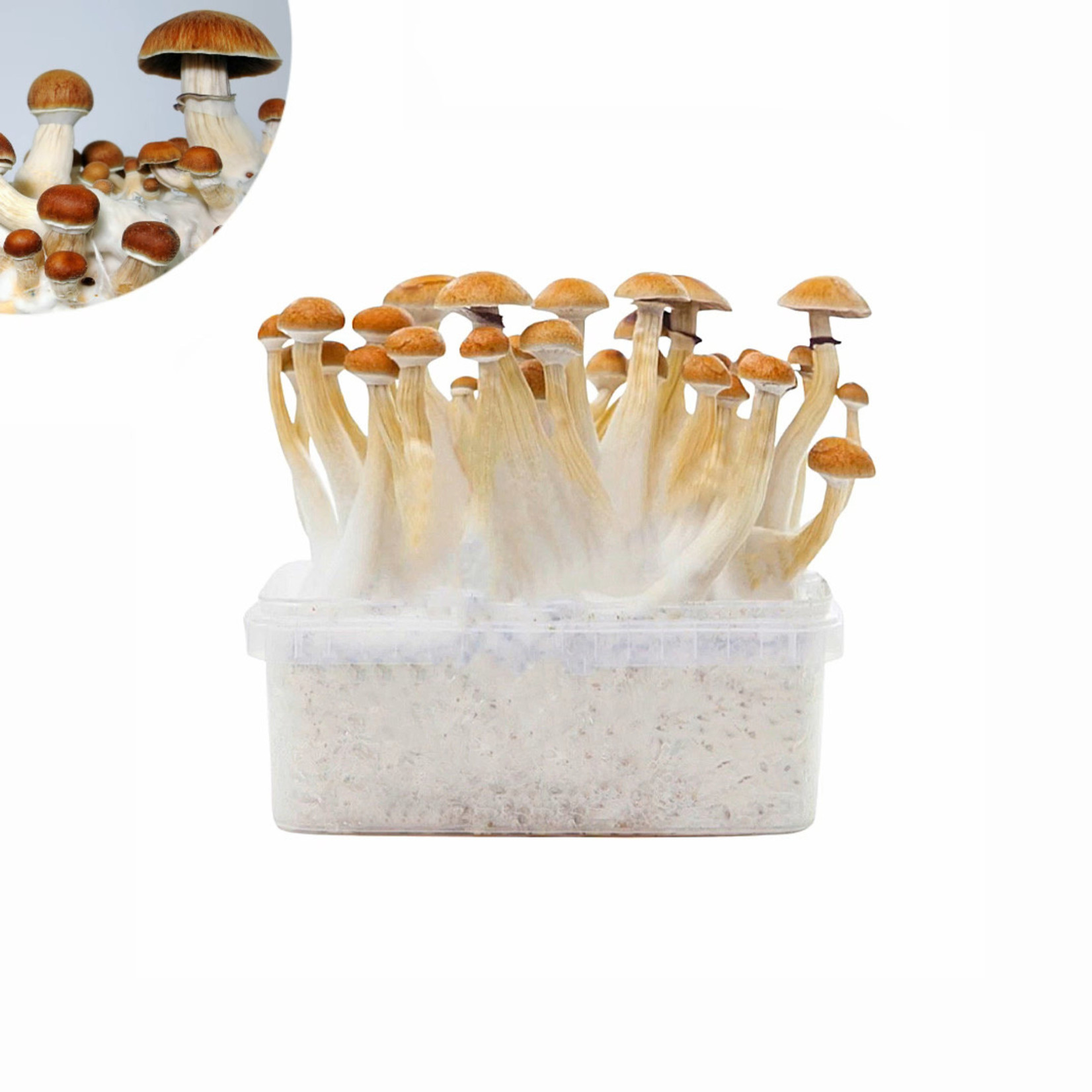 Mexican Gold Growkit