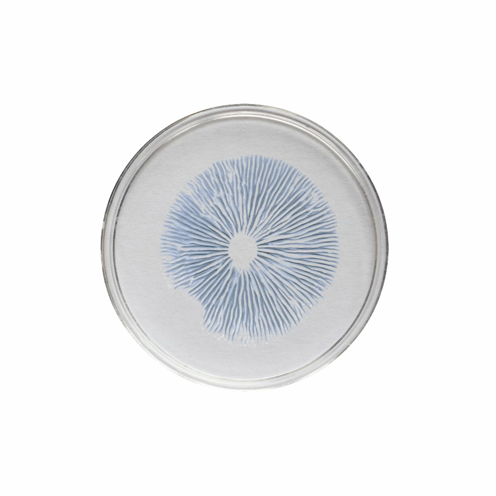 Hawaiian Spore Print