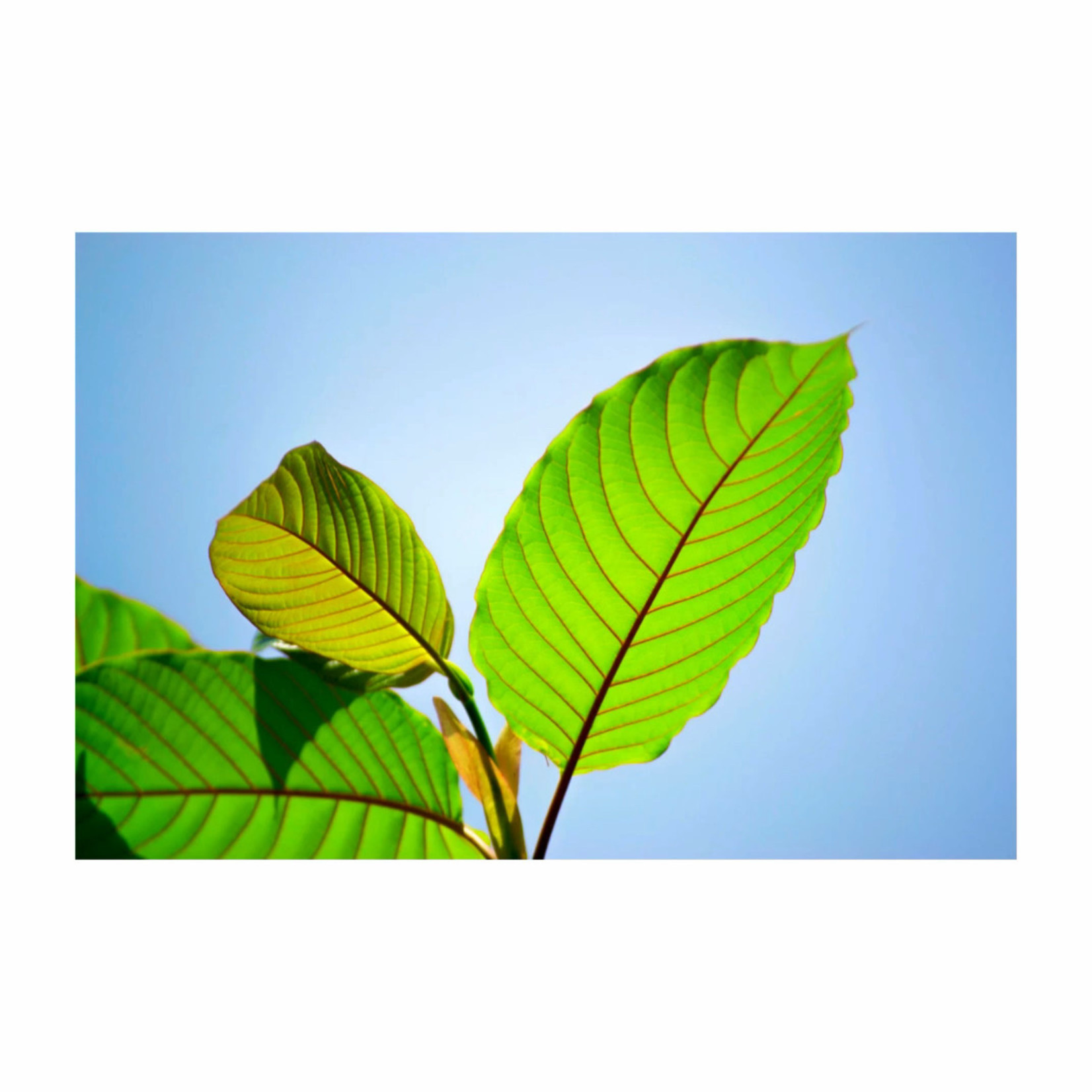 thai kratom liquid extract