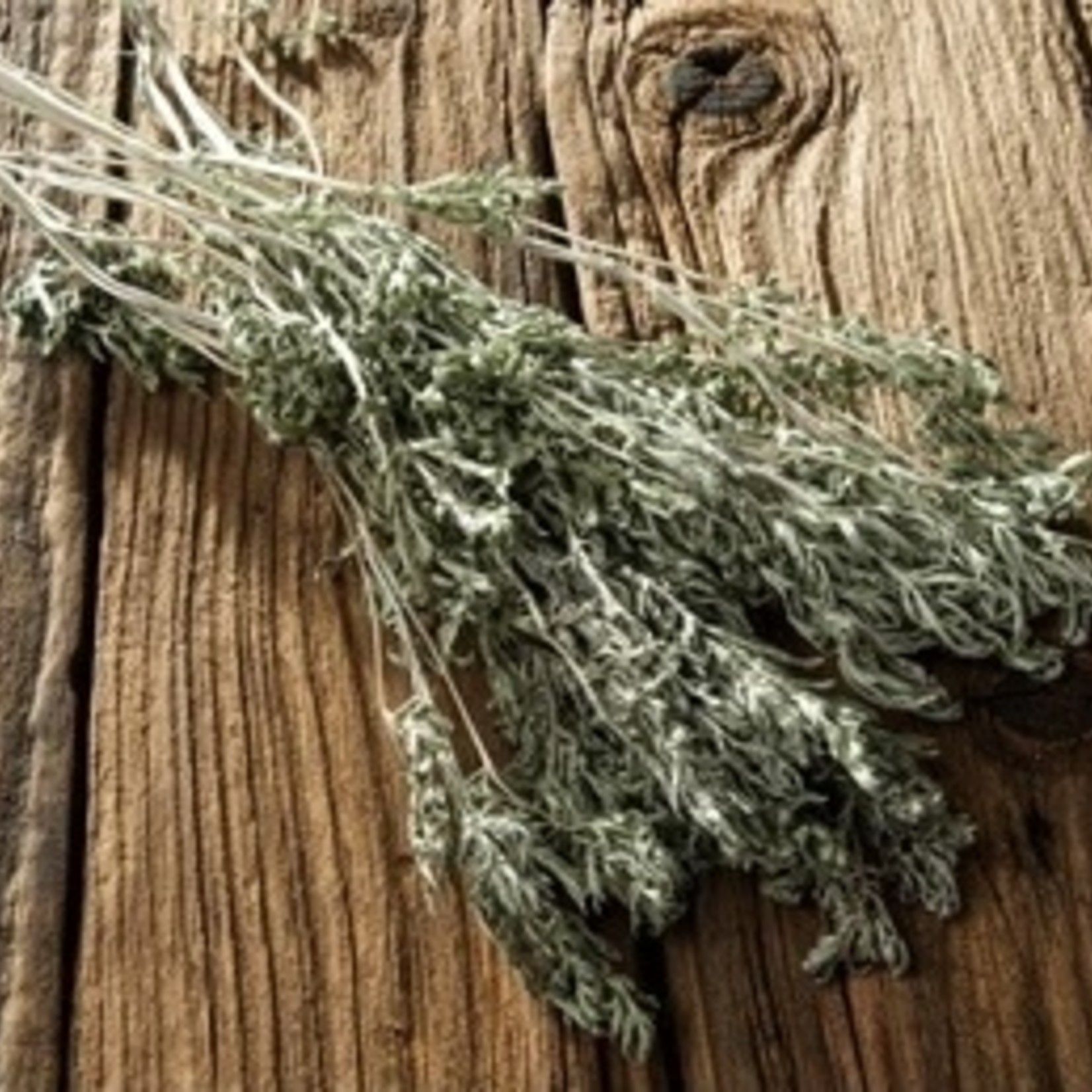 Magic Touch Wormwood Cutting