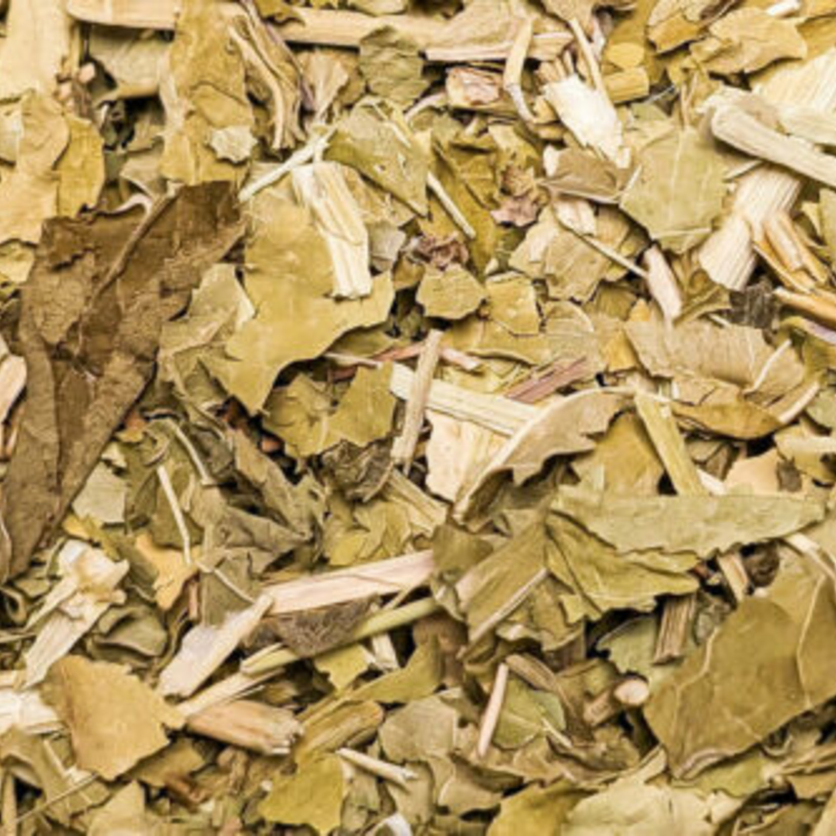 Magic Touch Wild Lettuce cutting