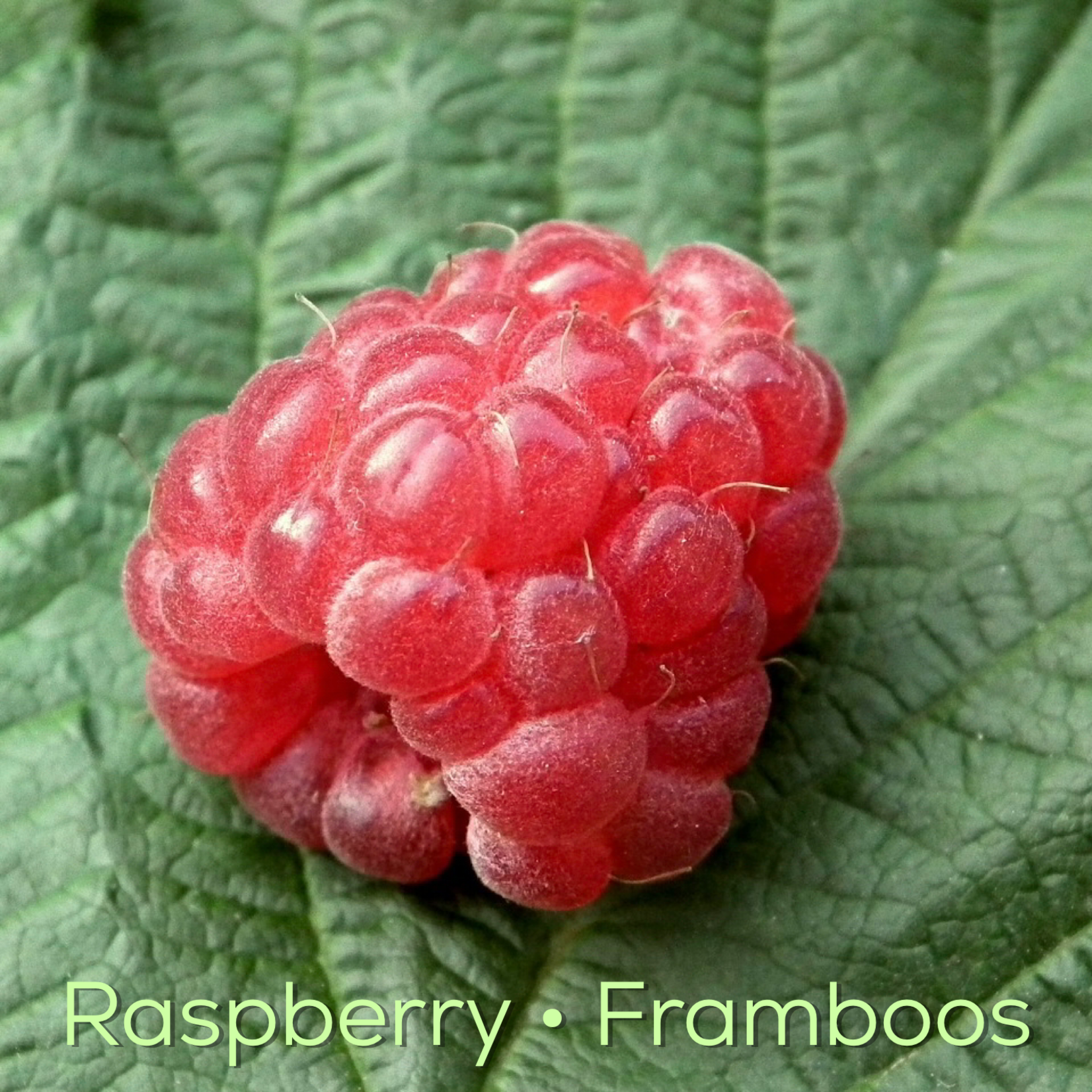 Magic Touch Hart's Deep kruidenmix