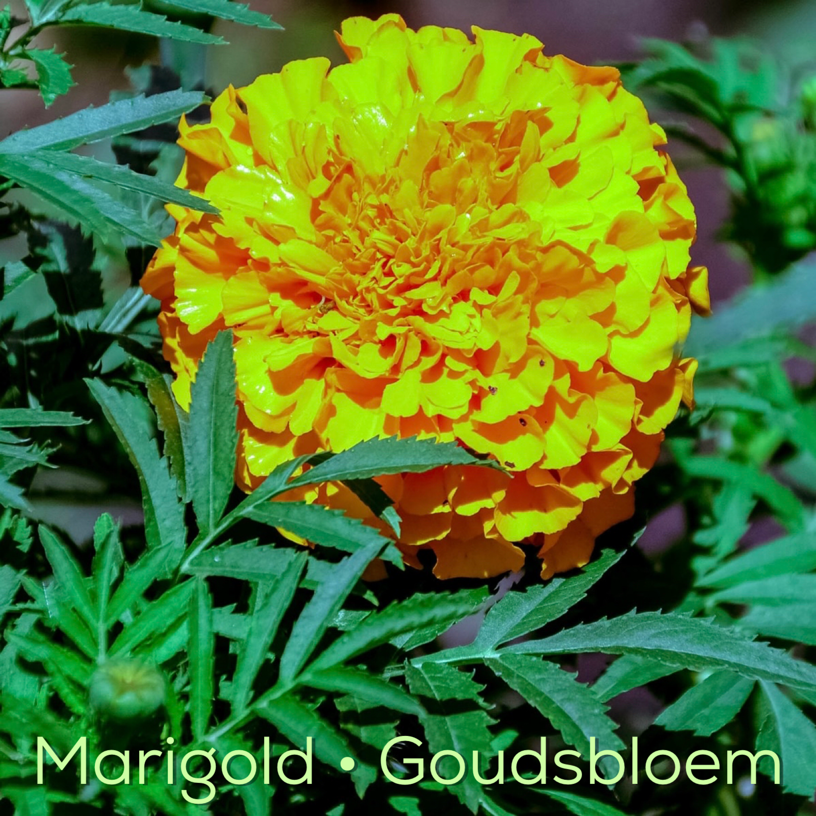 Magic Touch Hart's Deep Blend