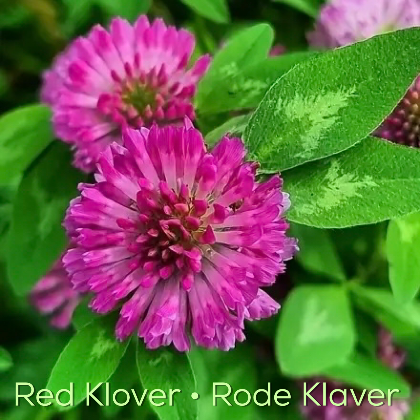 Magic Touch Hart's Deep Blend