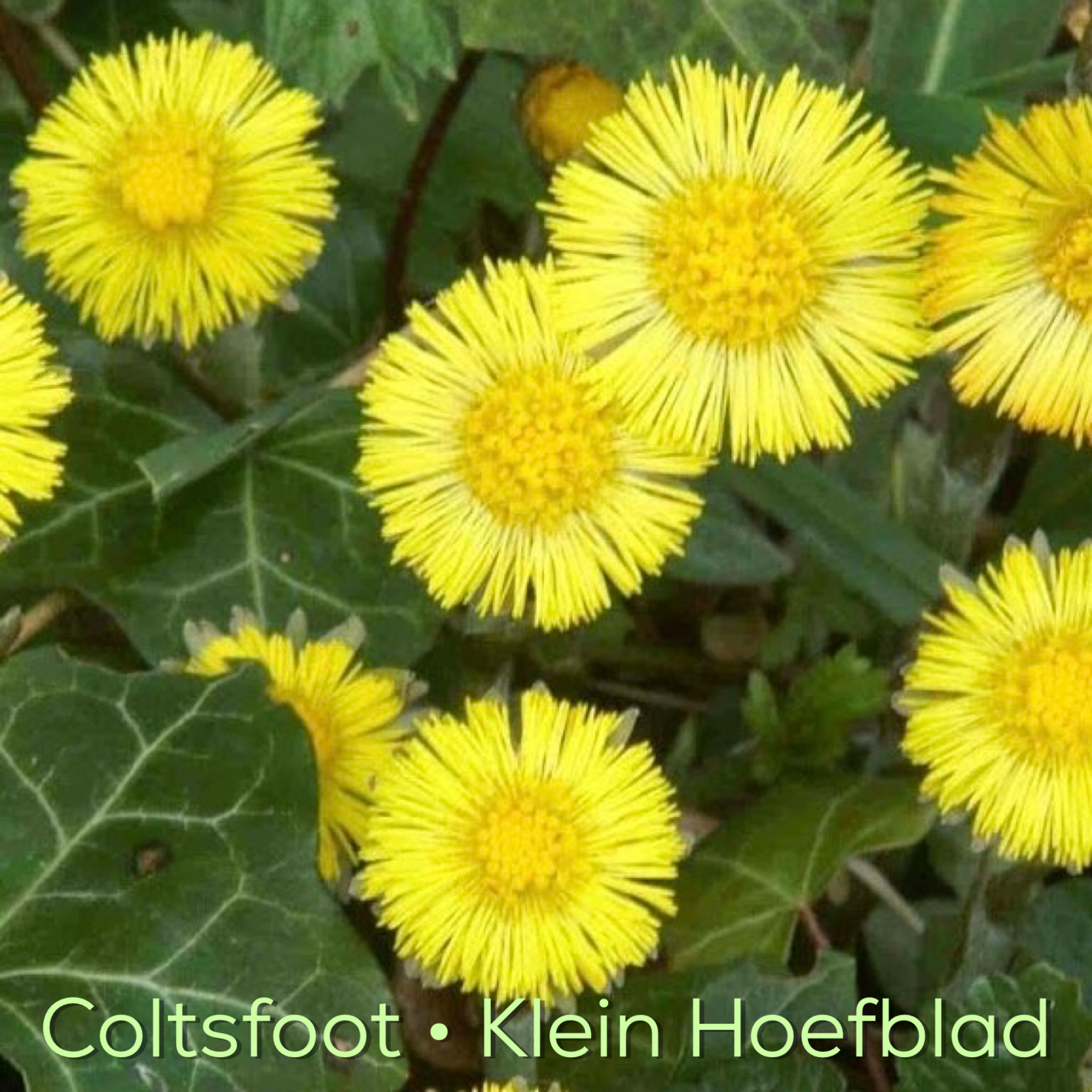 Magic Touch Hart's Deep kruidenmix