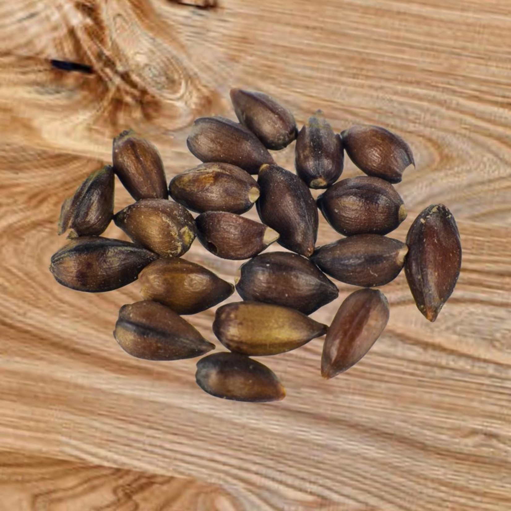 Ephedra seeds