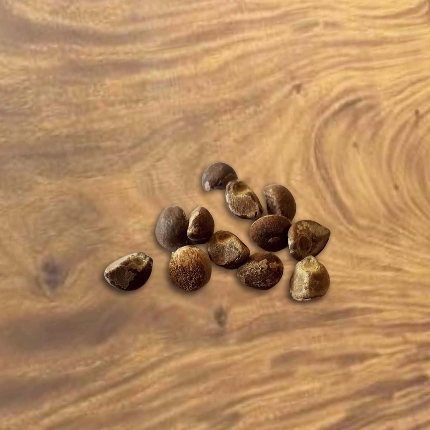 Hawaiian Baby Woodrose seeds