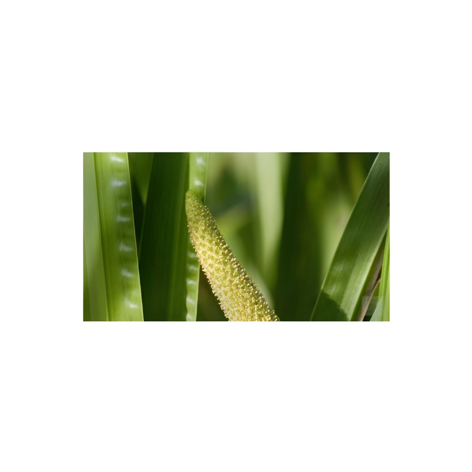 Magic Touch Calamus Root