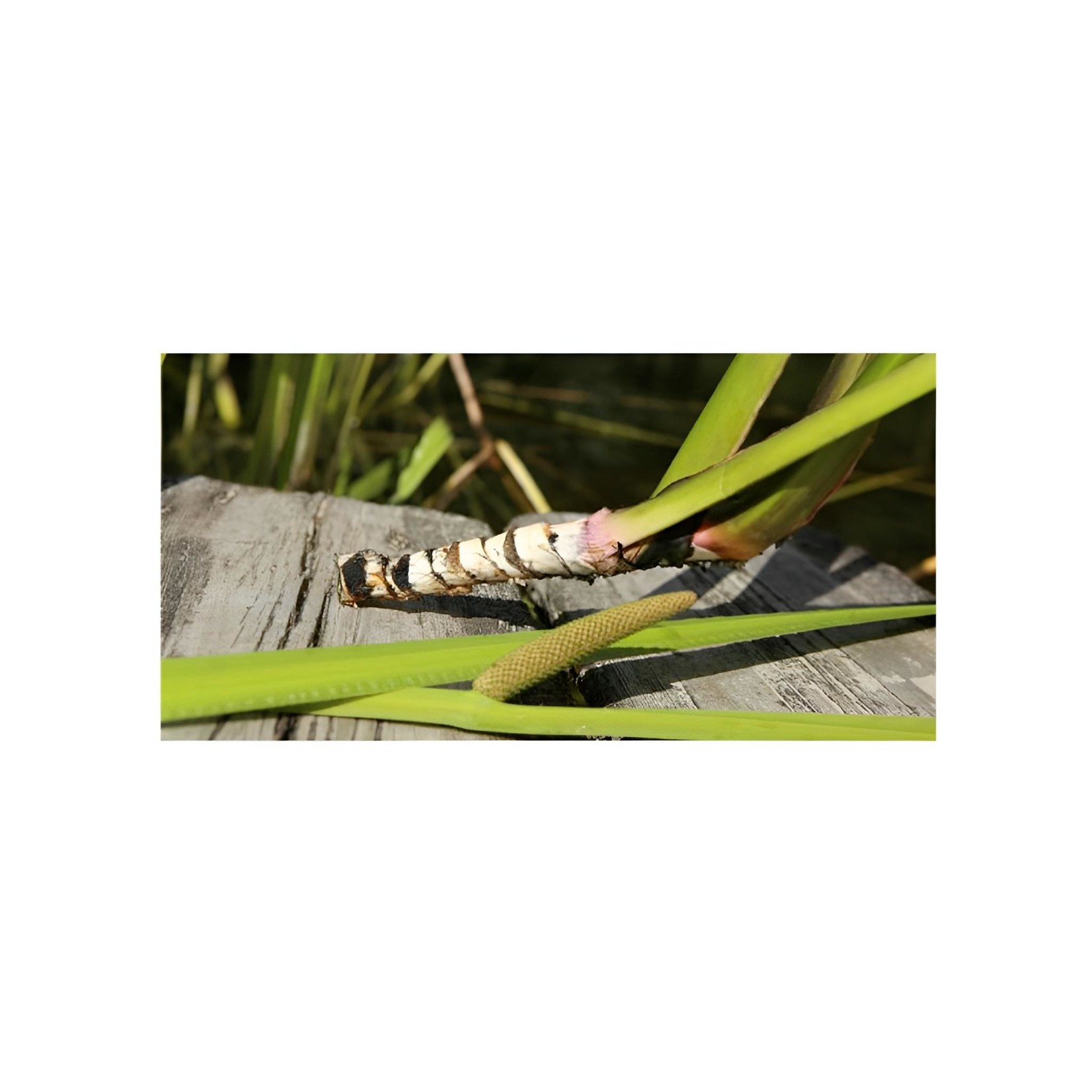 Magic Touch Calamus Root