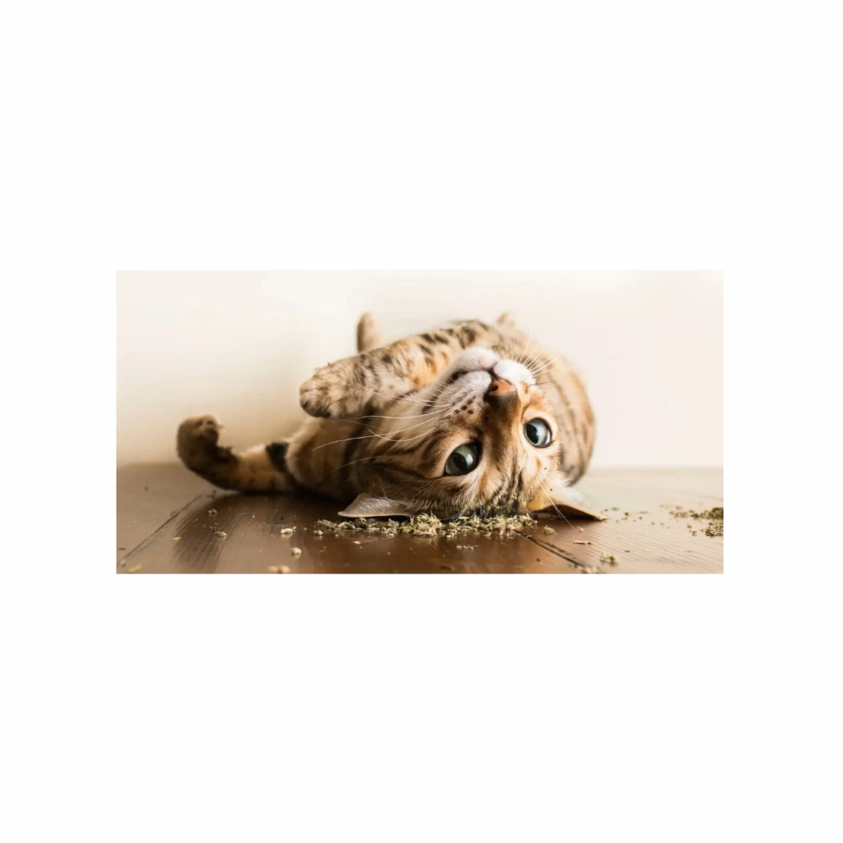 Magic Touch Kattenkruid Cutting