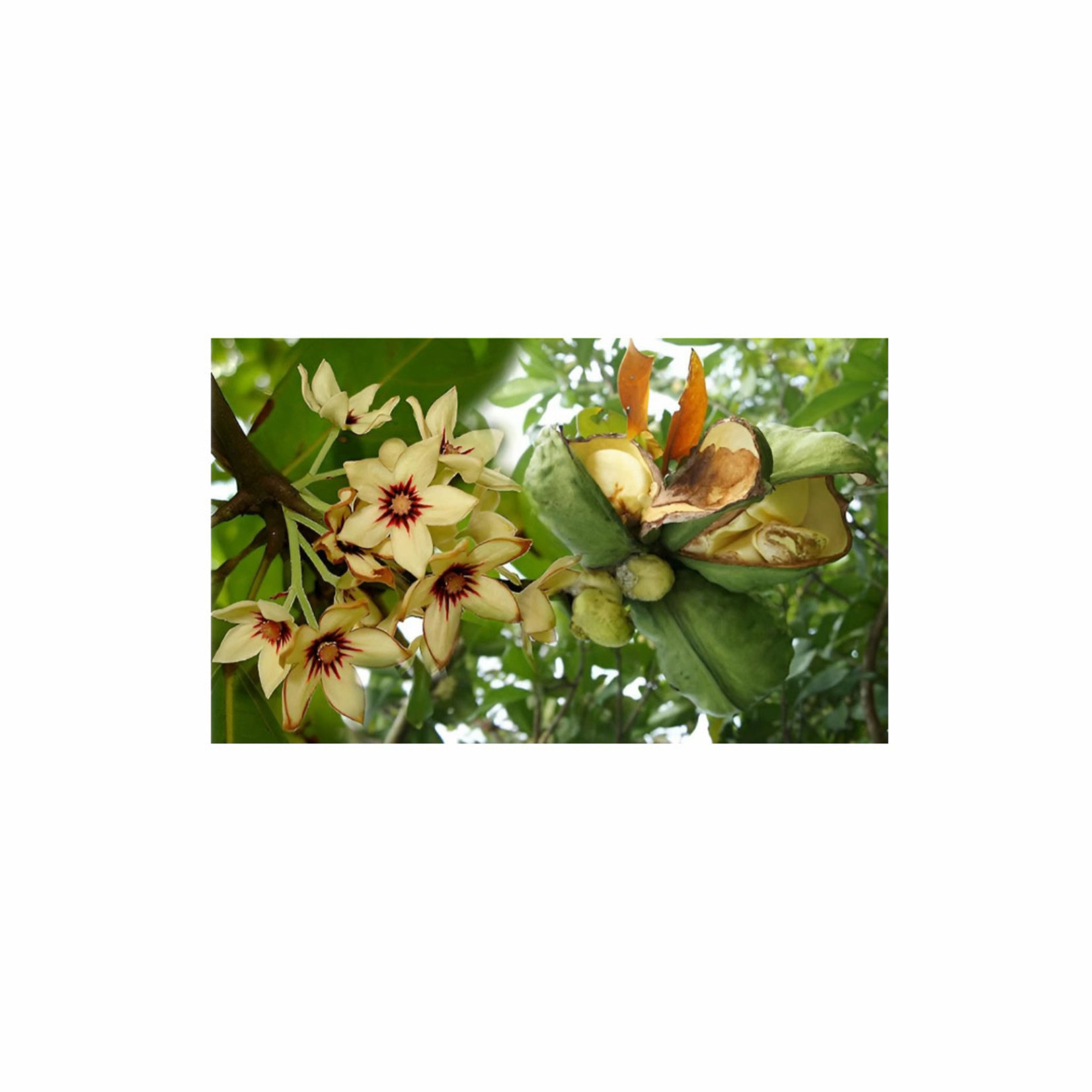 Magic Touch Cola Nut