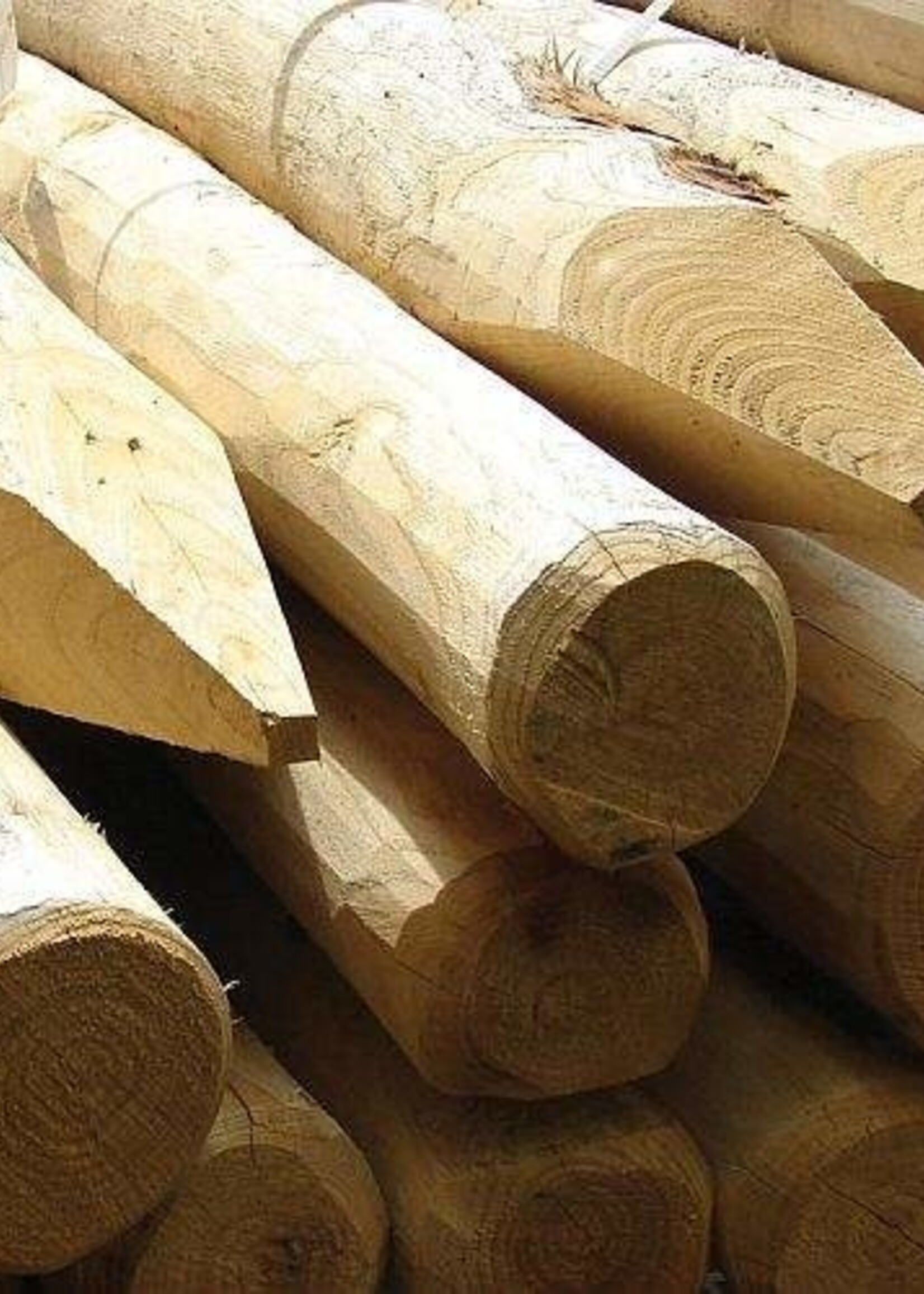 Castanea Kastanje paal rond diameter 10-12