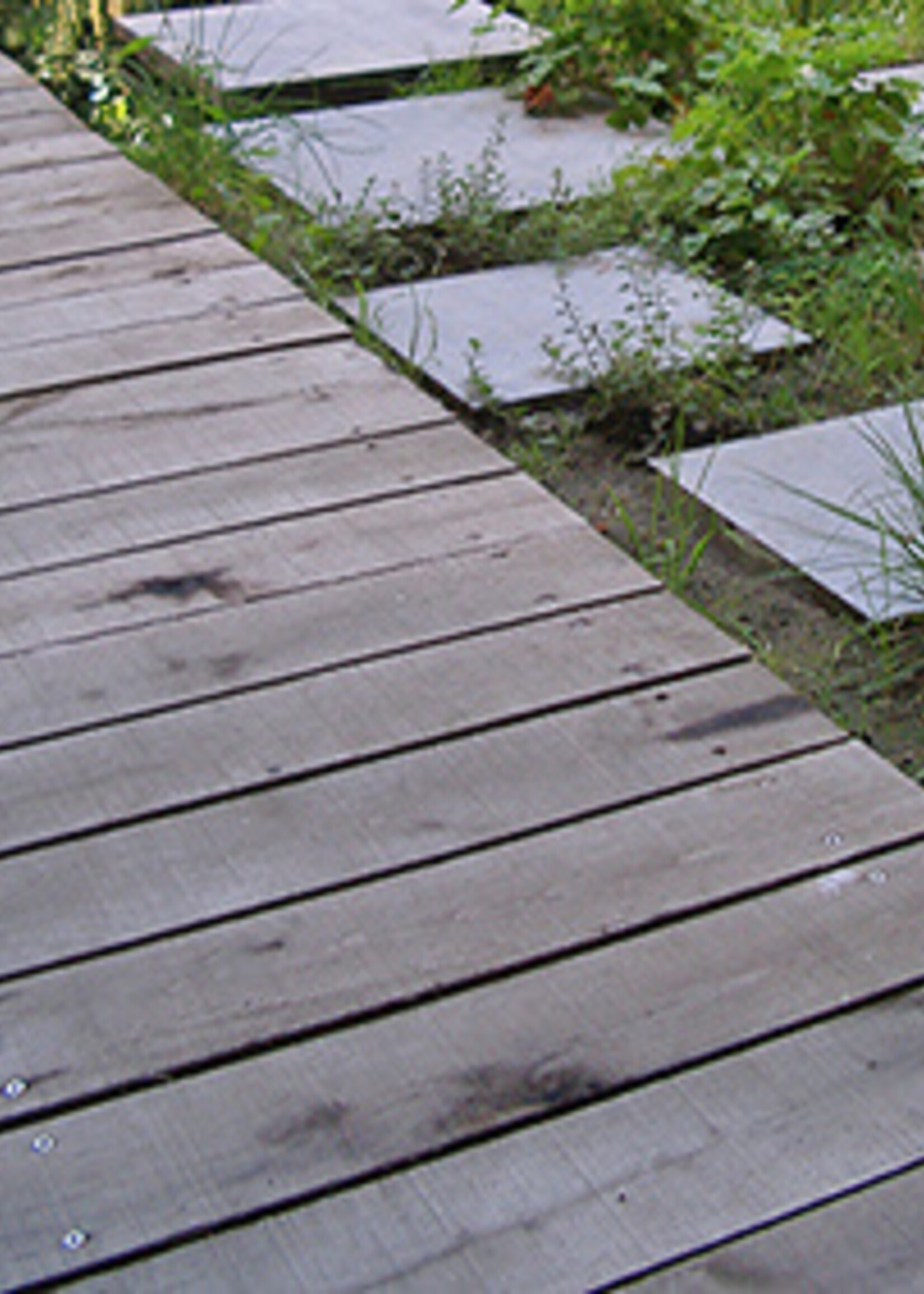 Castanea Kastanjehouten plank, ongeschaafd