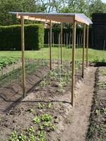 Castanea Kastanje tomatenstok