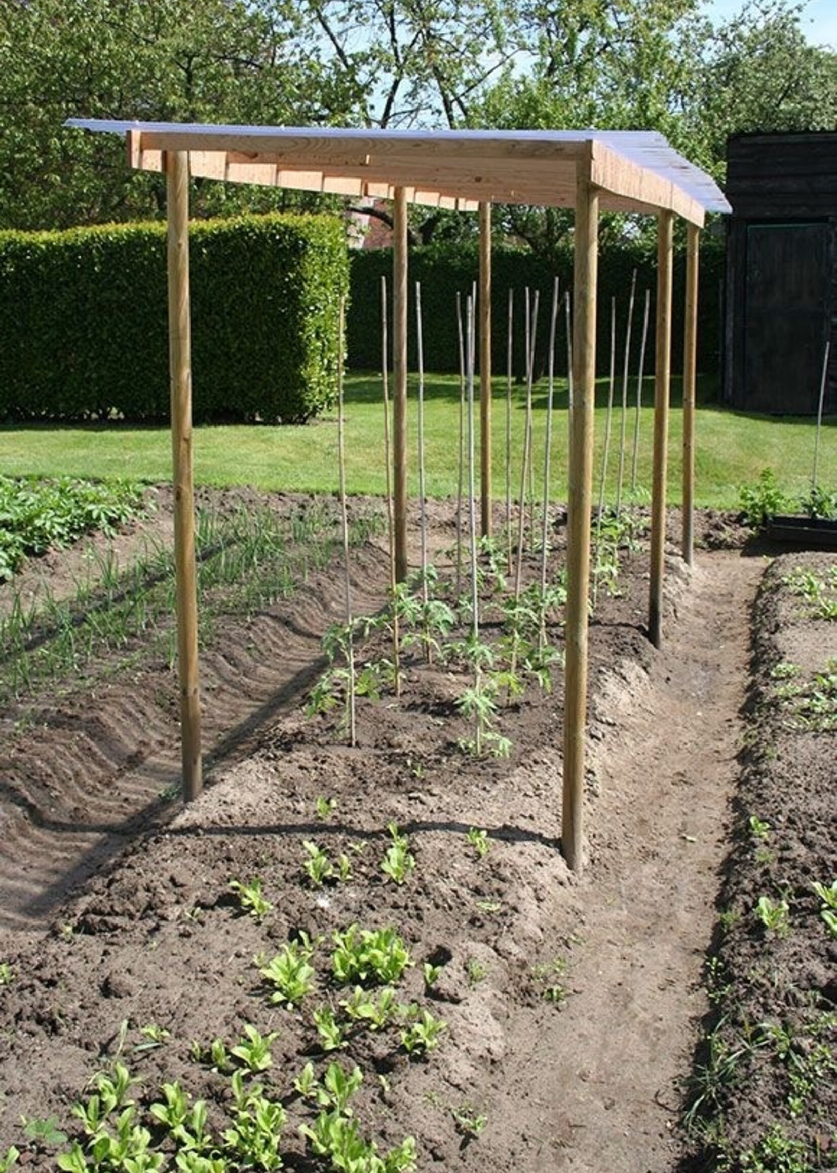 Castanea Kastanje tomatenstok, niet ontschorst