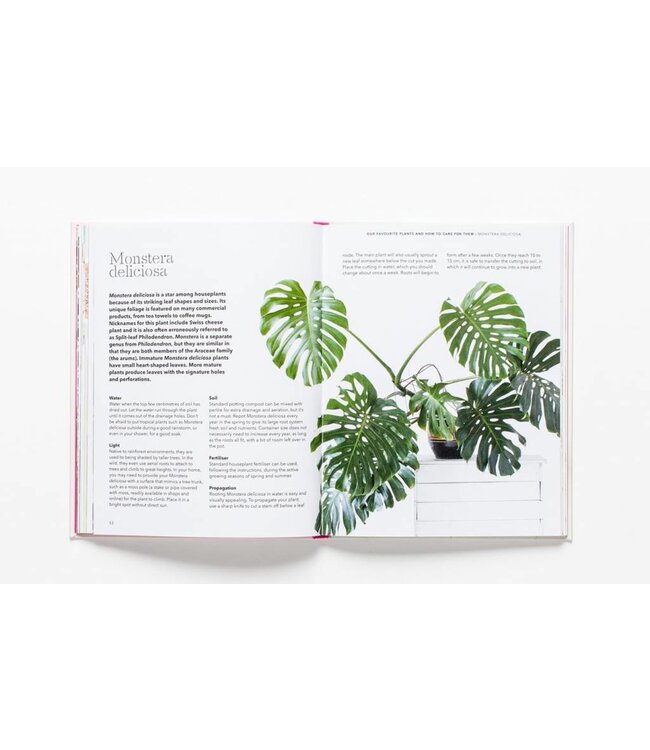 How to Raise a Plant