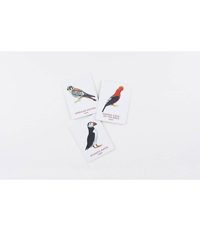 Match a Pair of Birds