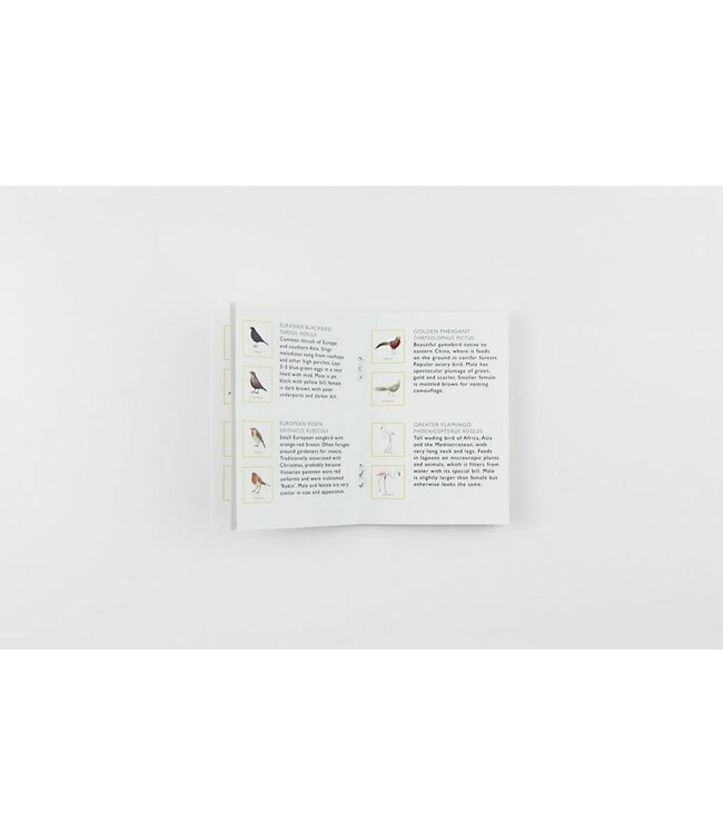 Match a Pair of Birds