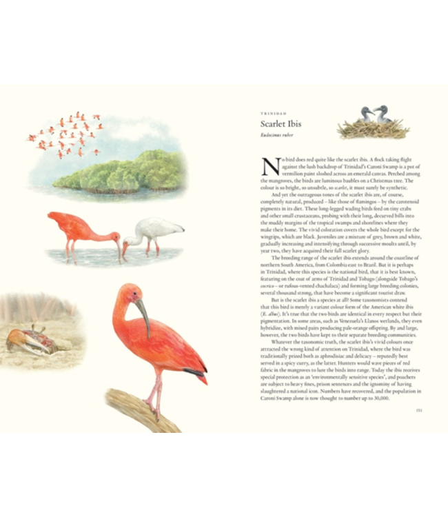 Around the World in 80 Birds