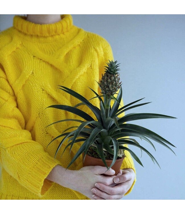How to plant a room