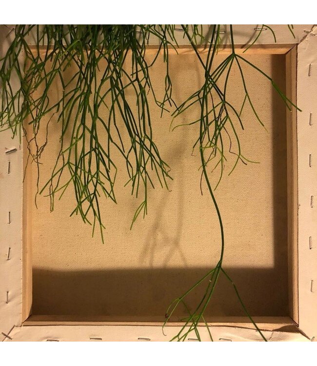 How to plant a room