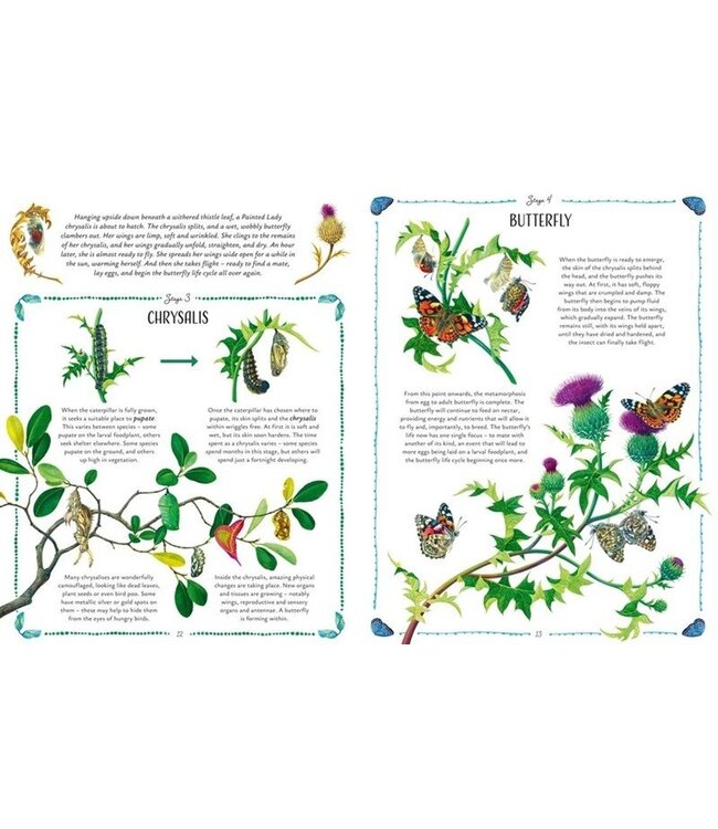 Butterflies