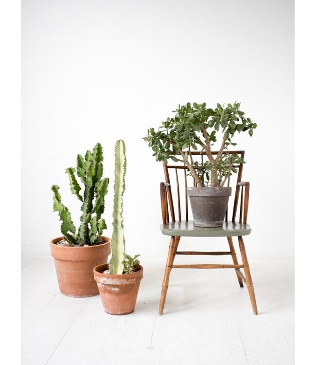 How to Raise a Plant
