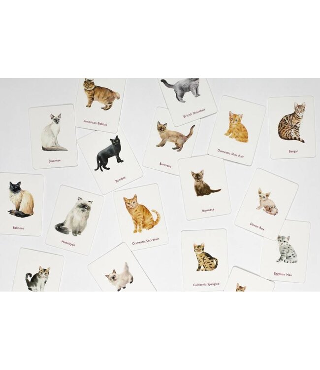 Cats & Kittens