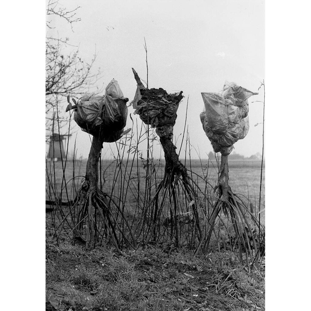 De Bomen van Buisman - Sjoerd Buisman