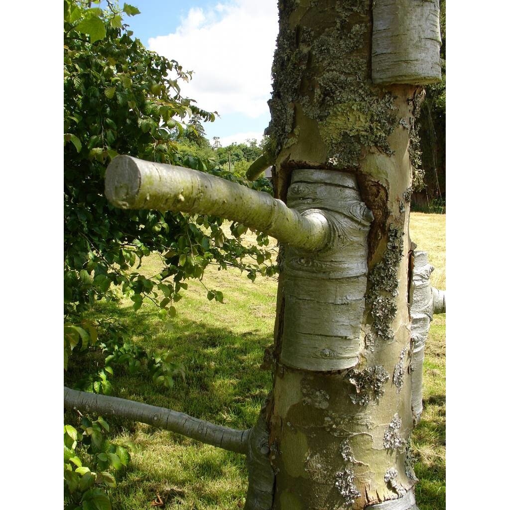 De Bomen van Buisman - Sjoerd Buisman