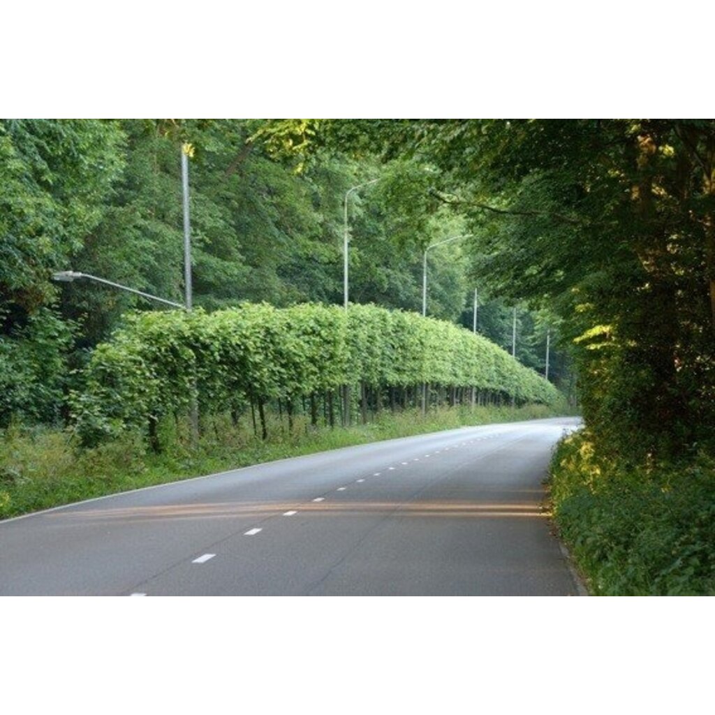 De Bomen van Buisman - Sjoerd Buisman