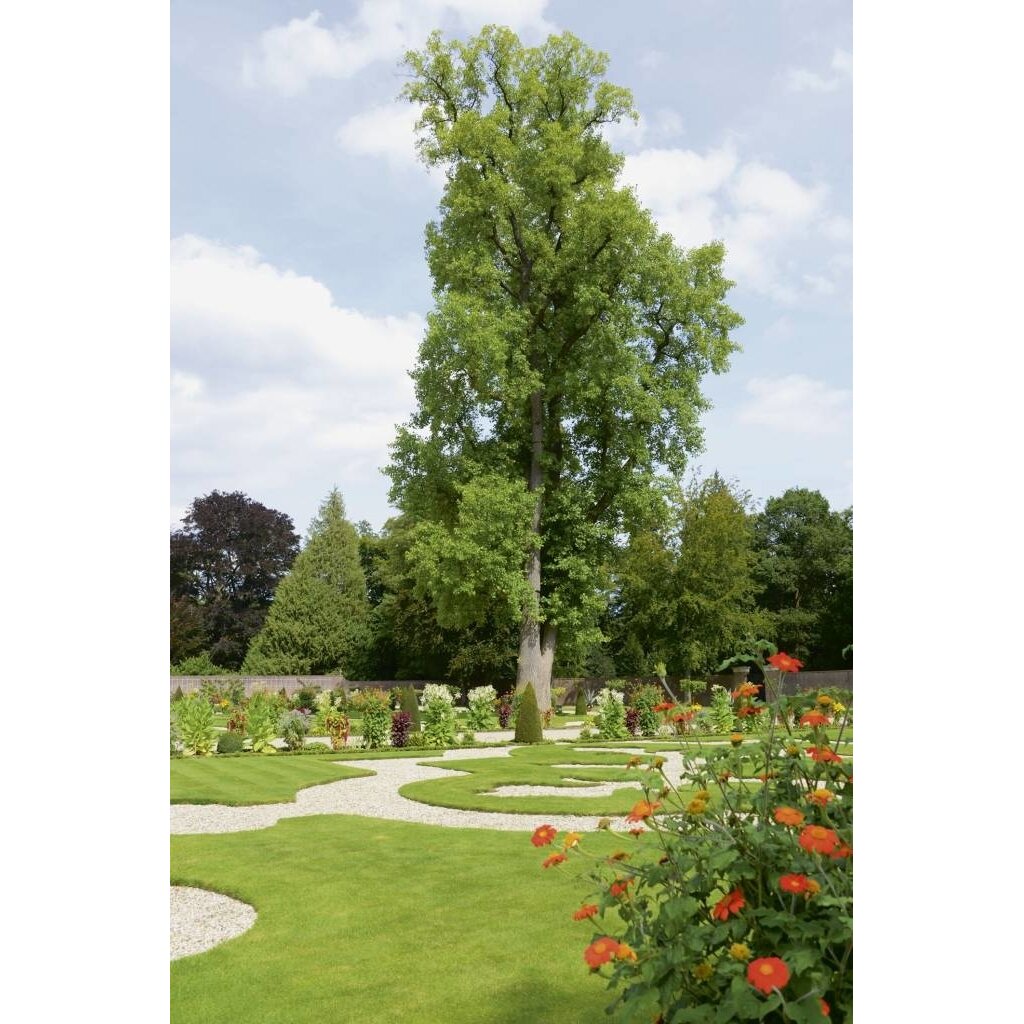 Tuinen van Paleis Het Loo. Traditie en vakmanschap