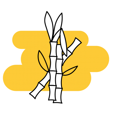 Sugar cane illustration