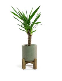 Full Moon Charlie Plant Pot