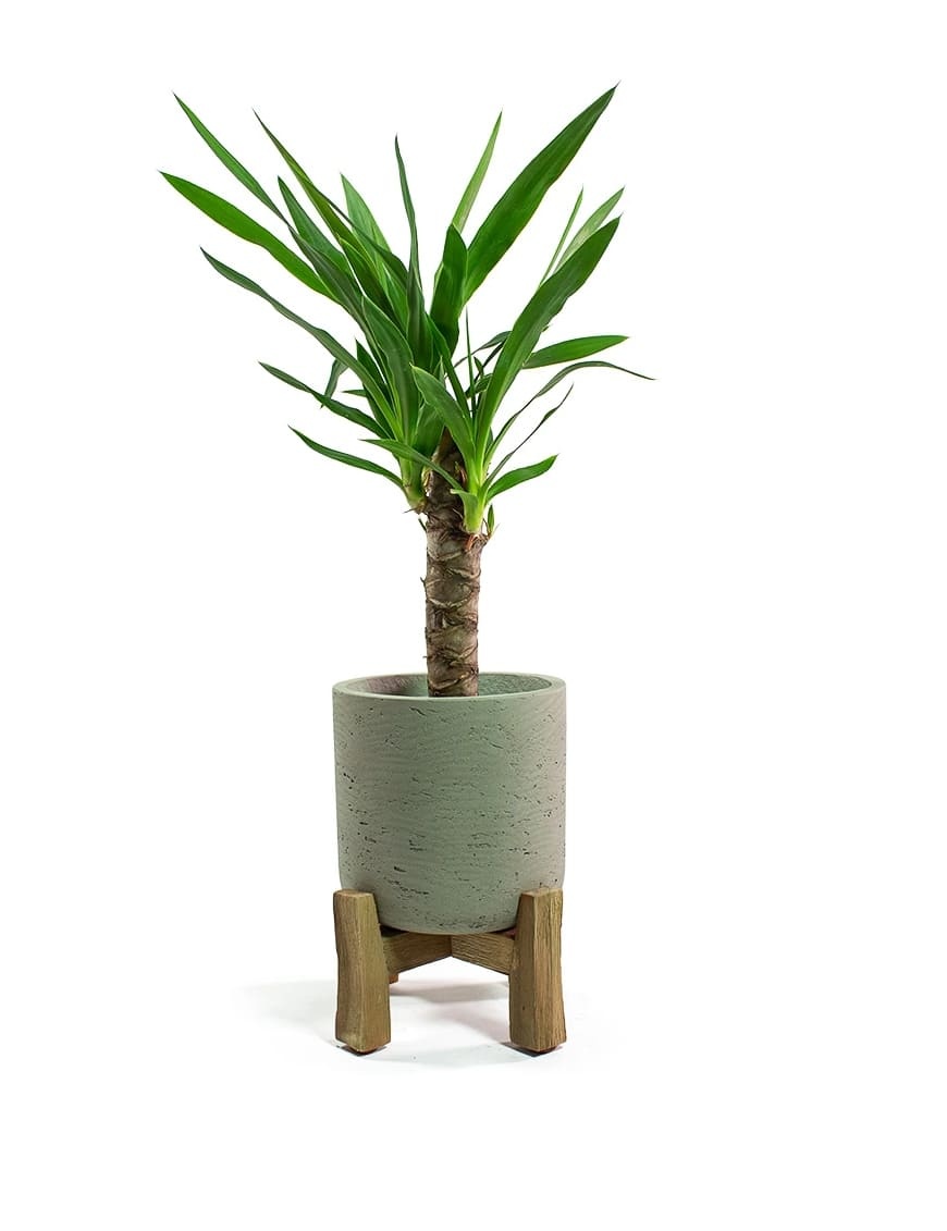 Full Moon Charlie Plant Pot
