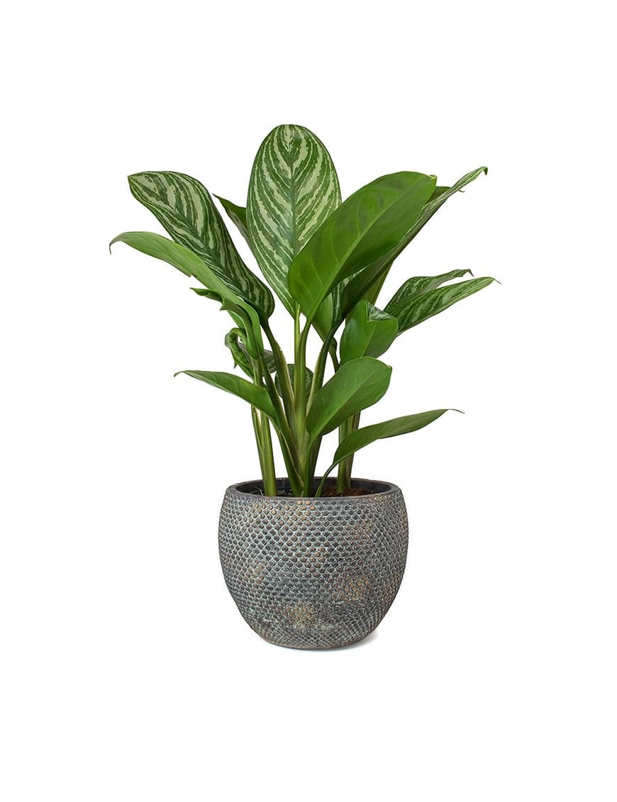 Full Moon  Charlie Plant Pot