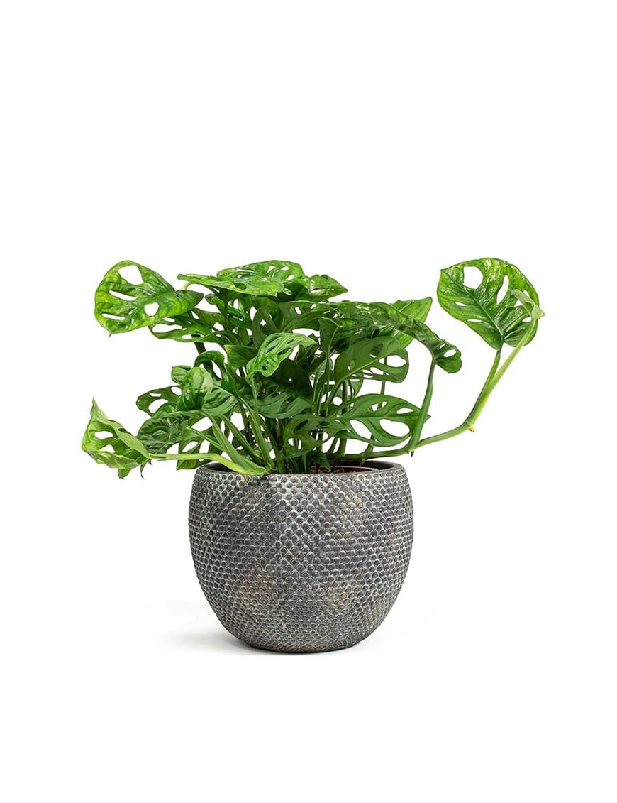 Interior Gallery  Fay Plant Pot Blue Gold
