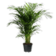 Artificial plants