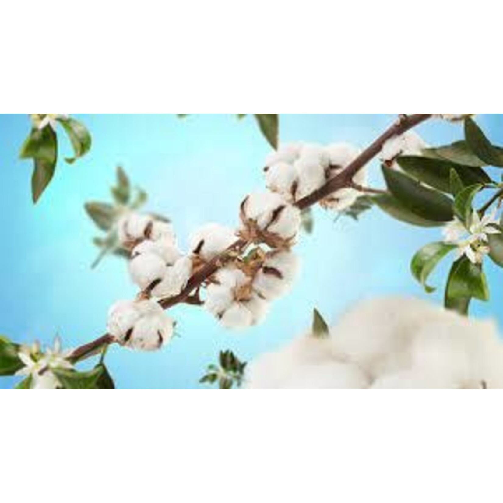 Maison Berger Paris 1898 1 liter Huisparfum Cotton Caress Maison Berger Caresse de coton huisparfum Maison Berger 116180